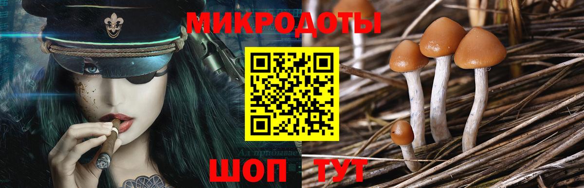 Галлюциногенные грибы Psilocybe Гатчина